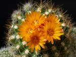 Parodia neglecta