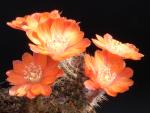 Rebutia buiningiana