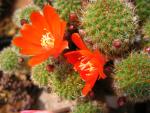Rebutia cajasensis FR1141 (seeds)