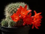 Rebutia corroana (seeds)