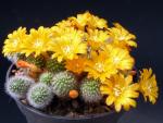 Rebutia fabrisii var. aureiflora