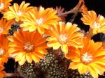 Rebutia flavistyla FR756 (seeds)