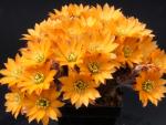 Rebutia knizei (seeds)