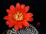 Rebutia krainziana Hybrid "red"