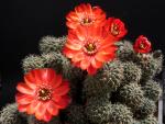 Rebutia melachlora FR772