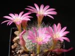 Rebutia senilis var. lilacino-rosea DH398 (seeds)