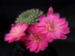 Rebutia violaciflora (seeds)