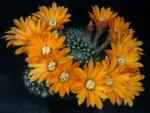 Rebutia flavistyla FR756 (seeds)