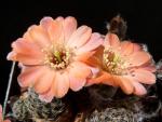 Rebutia crassa R642 (seeds)