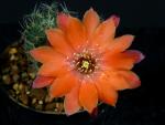 Rebutia eucalyptana