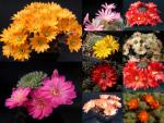 Rebutia  mixture (seeds)