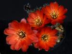 Rebutia cincinnata MN53 (seeds)