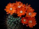 Rebutia cintiensis KK1516 (seeds)