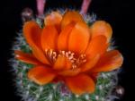 Rebutia kieslingii R694