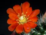 Rebutia knuthiana