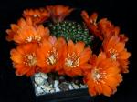 Rebutia mandingaensis HJ421