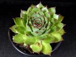 Sempervivum (grün - groß)