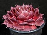 Sempervivum (rot-groß)