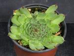 Sempervivum (blue-green)