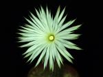 Setiechinopsis mirabilis (seeds)