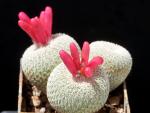 Epithelantha micromeris (seeds)