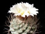 Strombocactus disciformis (Samen)
