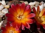 Sulcorebutia spec. [1913]