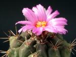 Thelocactus tulensis var. buekii