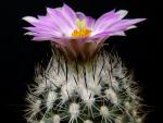 Turbinicarpus beguinii (seeds)