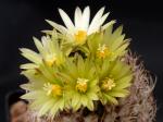 Turbinicarpus krainzianus var. minimus (Samen)