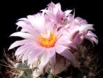 Turbinicarpus laui (seeds)
