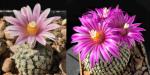Turbinicarpus valdezianus x pseudopectinatus (seeds)